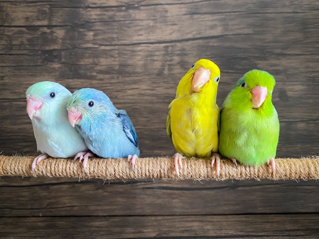 Bird Socialization Guide: Building a Confident, Friendly Companion