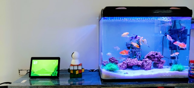 Fish Tank Water Changes: Essential Maintenance Guide
