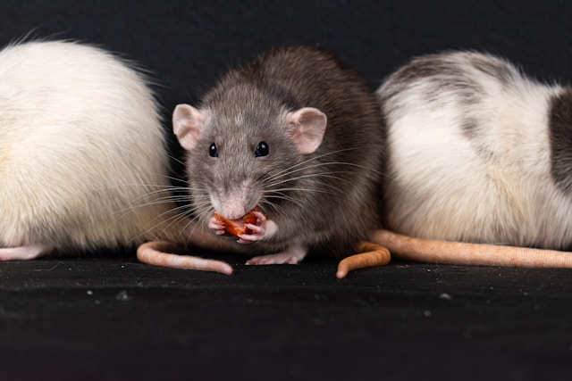 Rat Trick Training: Teaching Your Pet Rats Fun and Useful Behaviors