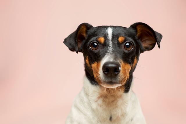 Adopting vs Buying a Pet: Complete Guide for First-Time Pet Owners