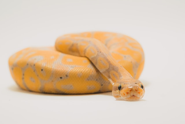 Ball Python vs Corn Snake: First Snake Breed Comparison