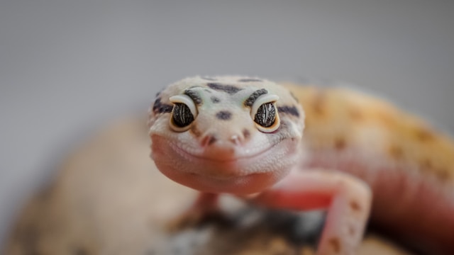 Bearded Dragon vs Leopard Gecko: Beginner Reptile Comparison