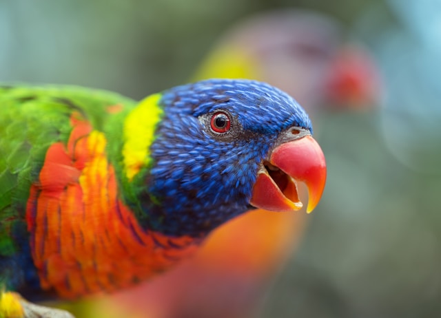Best Birds for Beginners: Top Species for New Bird Owners