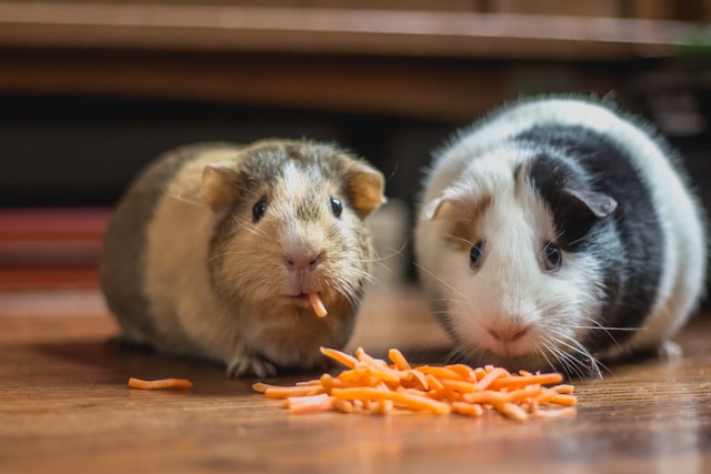 Guinea Pig Handling Guide: Building Trust and Confidence