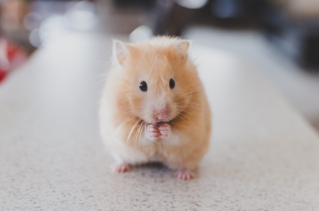 Hamster Taming Guide: How to Tame and Handle Your Hamster