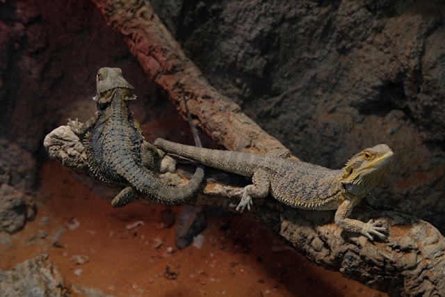 Reptile Taming Guide: Building Trust with Your Pet Reptile
