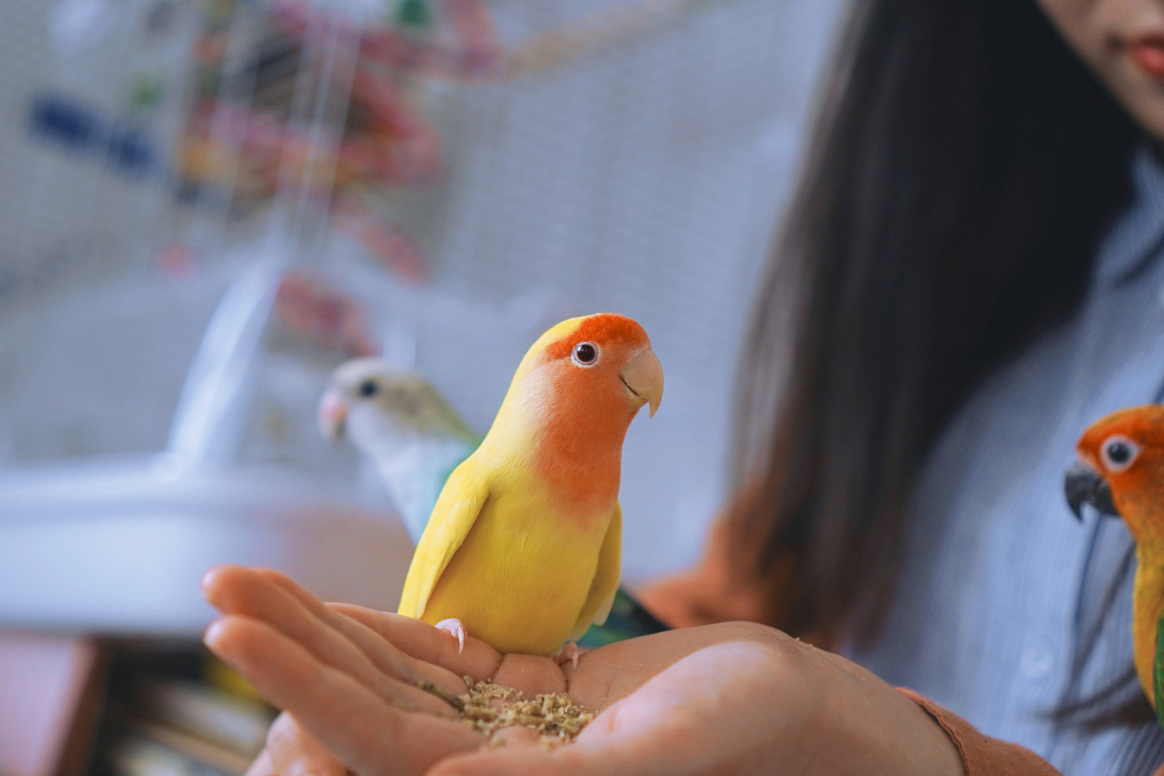 Teaching Your Bird to Talk: Complete Speech Training Guide