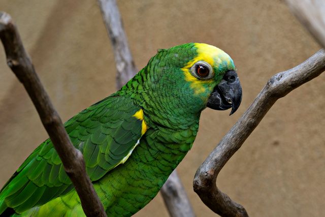 Amazon Parrot photo