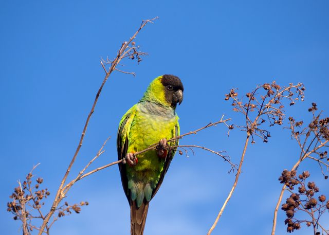Black-Capped Conure photo