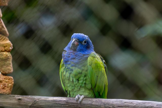 Blue-Crowned Conure photo