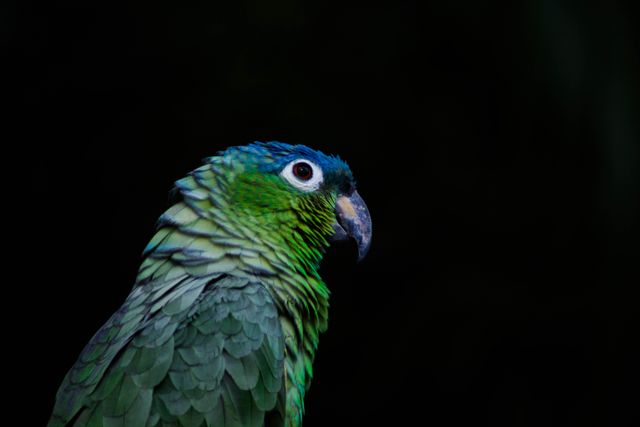 Blue-Headed Pionus photo