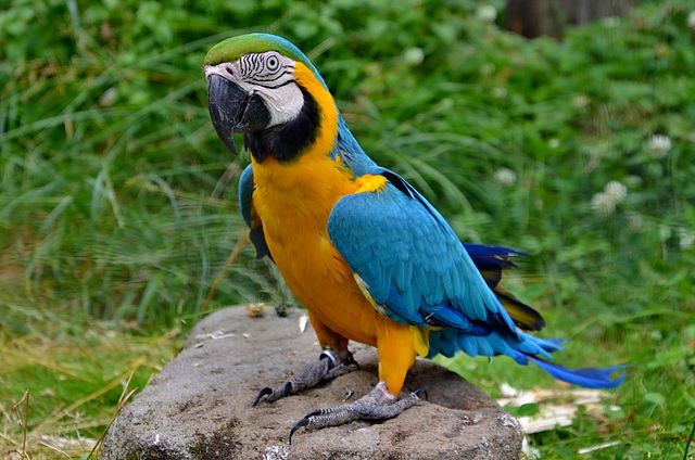 Blue and Gold Macaw photo