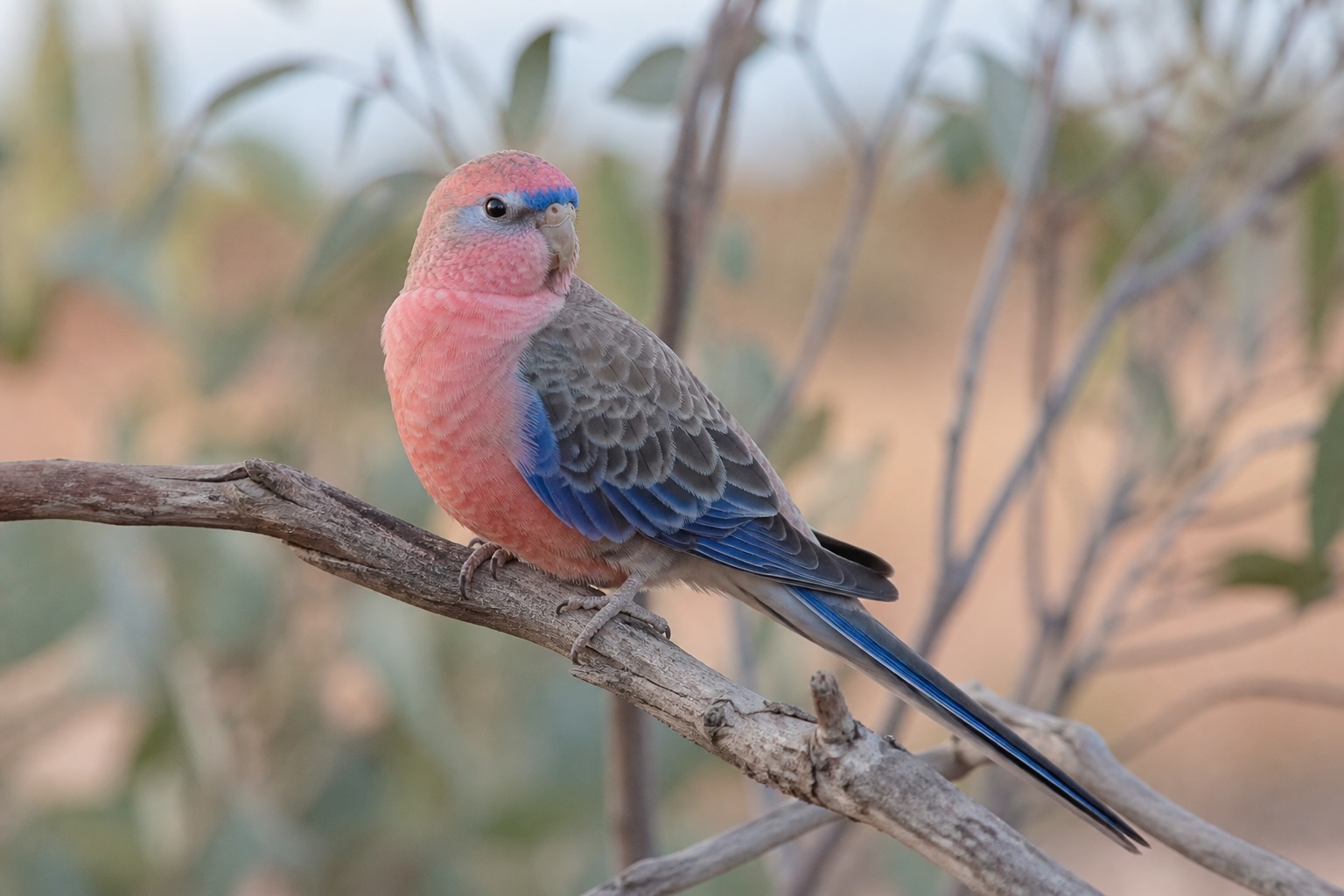 Bourke's Parakeet photo