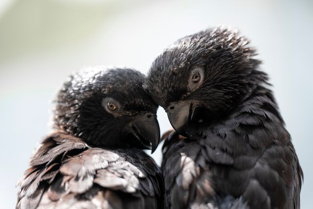 Bronze-Winged Pionus photo