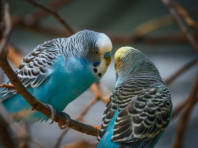 Budgerigar photo