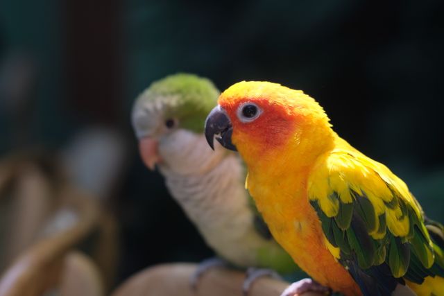 Caique photo