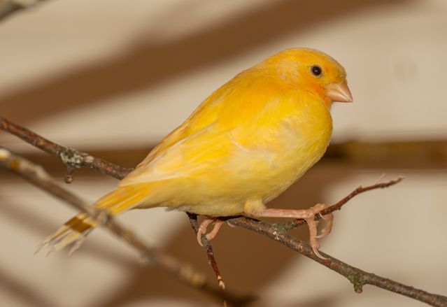 Canary photo