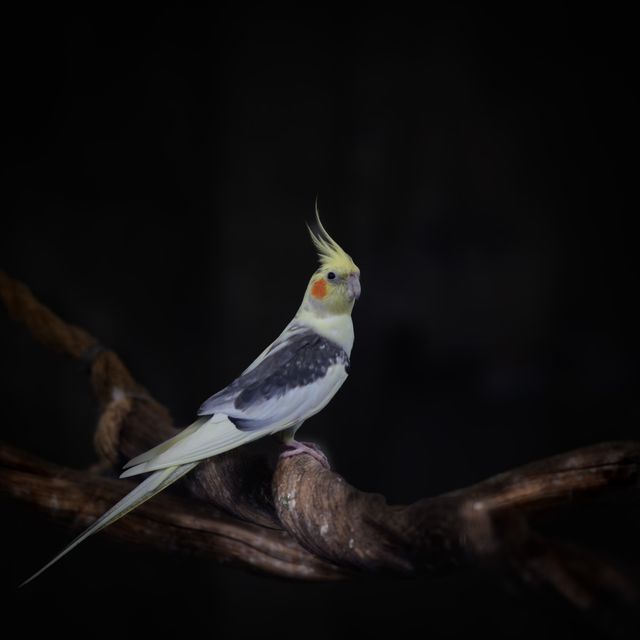 Cockatiel photo