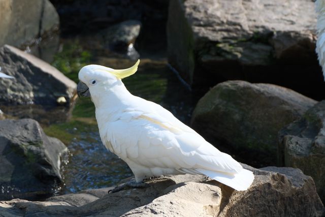 Cockatoo photo