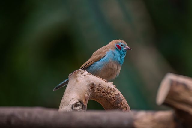 Cordon Bleu Finch photo
