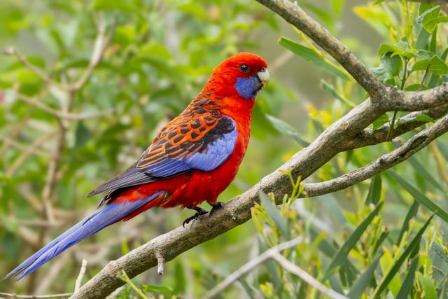 Crimson Rosella photo