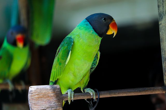 Derbyan Parakeet photo