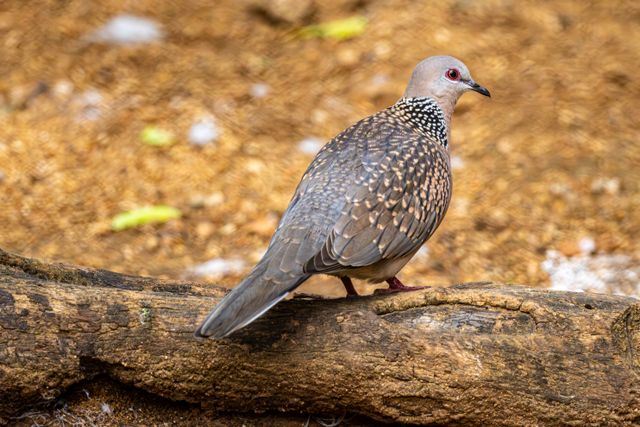 Diamond Dove photo