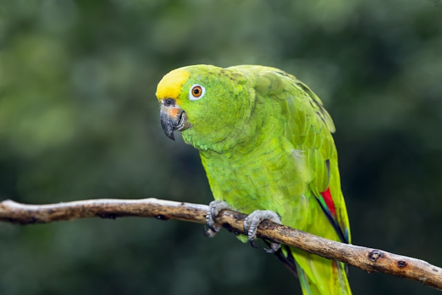 Double Yellow-Headed Amazon photo