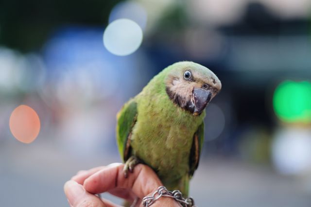 Dusky Conure photo