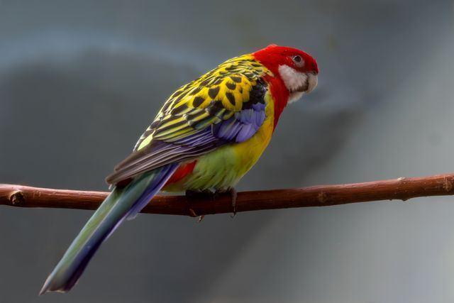 Eastern Rosella photo