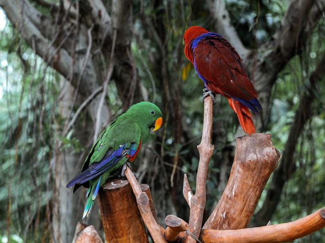 Eclectus Parrot photo