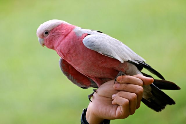 Galah Cockatoo photo