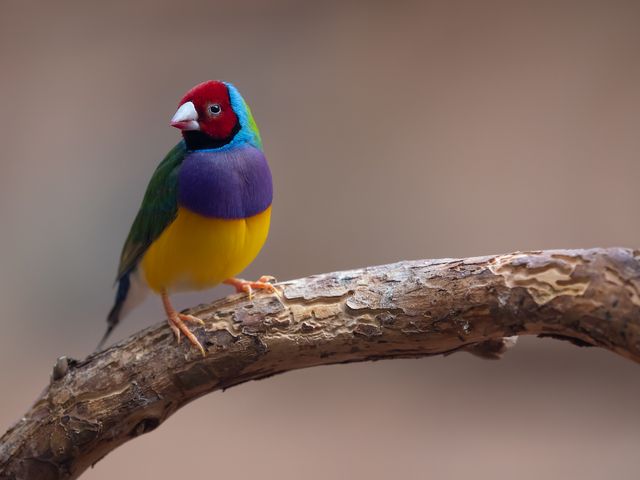 Gouldian Finch photo