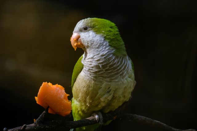 Green Cheek Conure photo