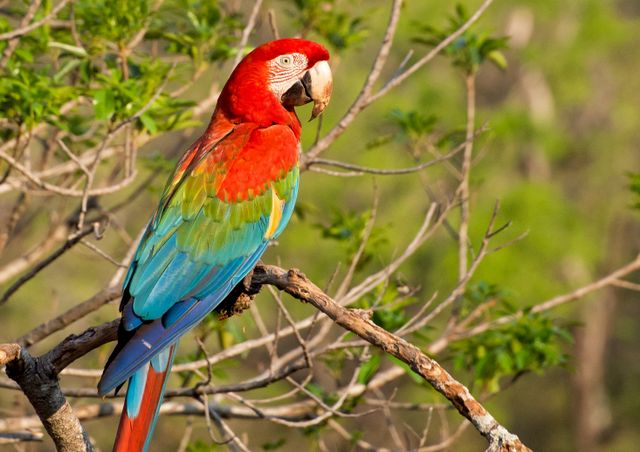 Green-wing Macaw photo