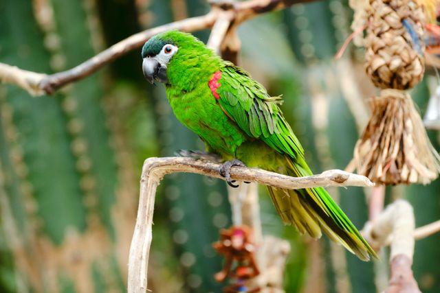 Hahn's Macaw photo