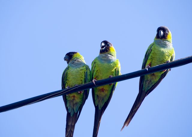 Half-Moon Conure photo