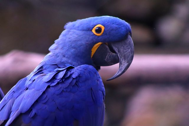 Hyacinth Macaw photo