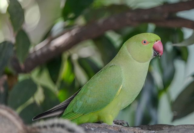 Indian Ringneck Parakeet photo