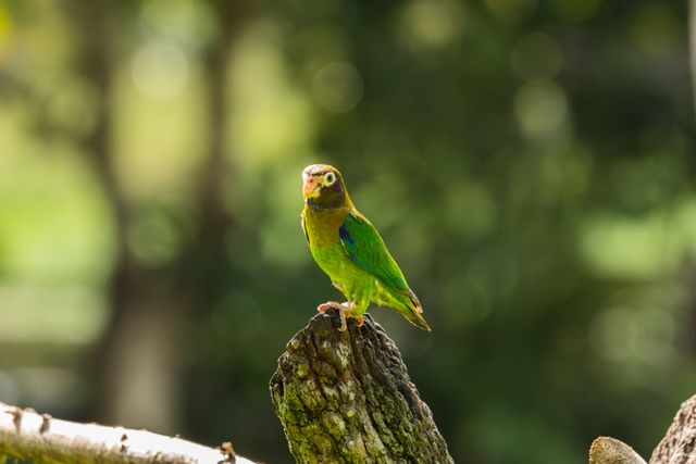 Jardines Parrot photo