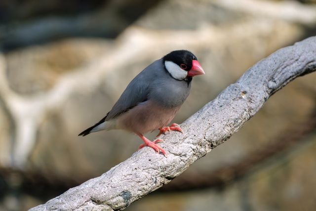 Java Sparrow photo