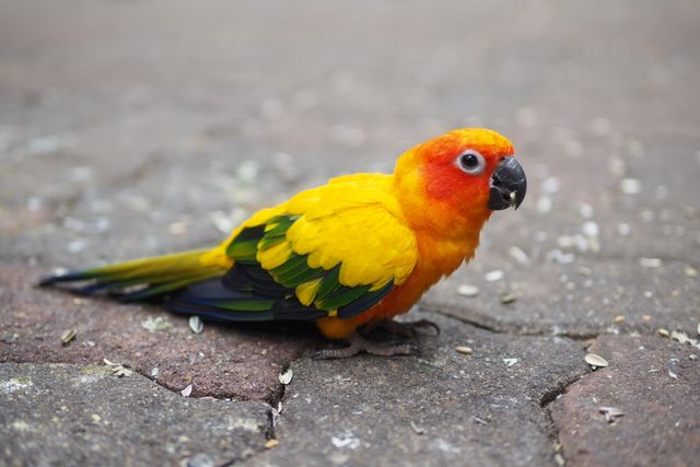 Jenday Conure photo