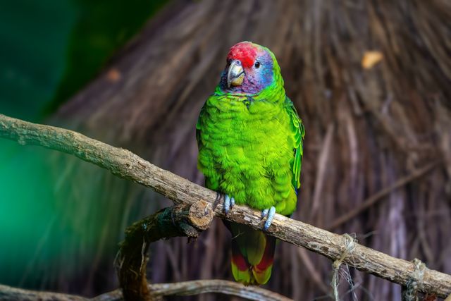 Lilac-Crowned Amazon photo