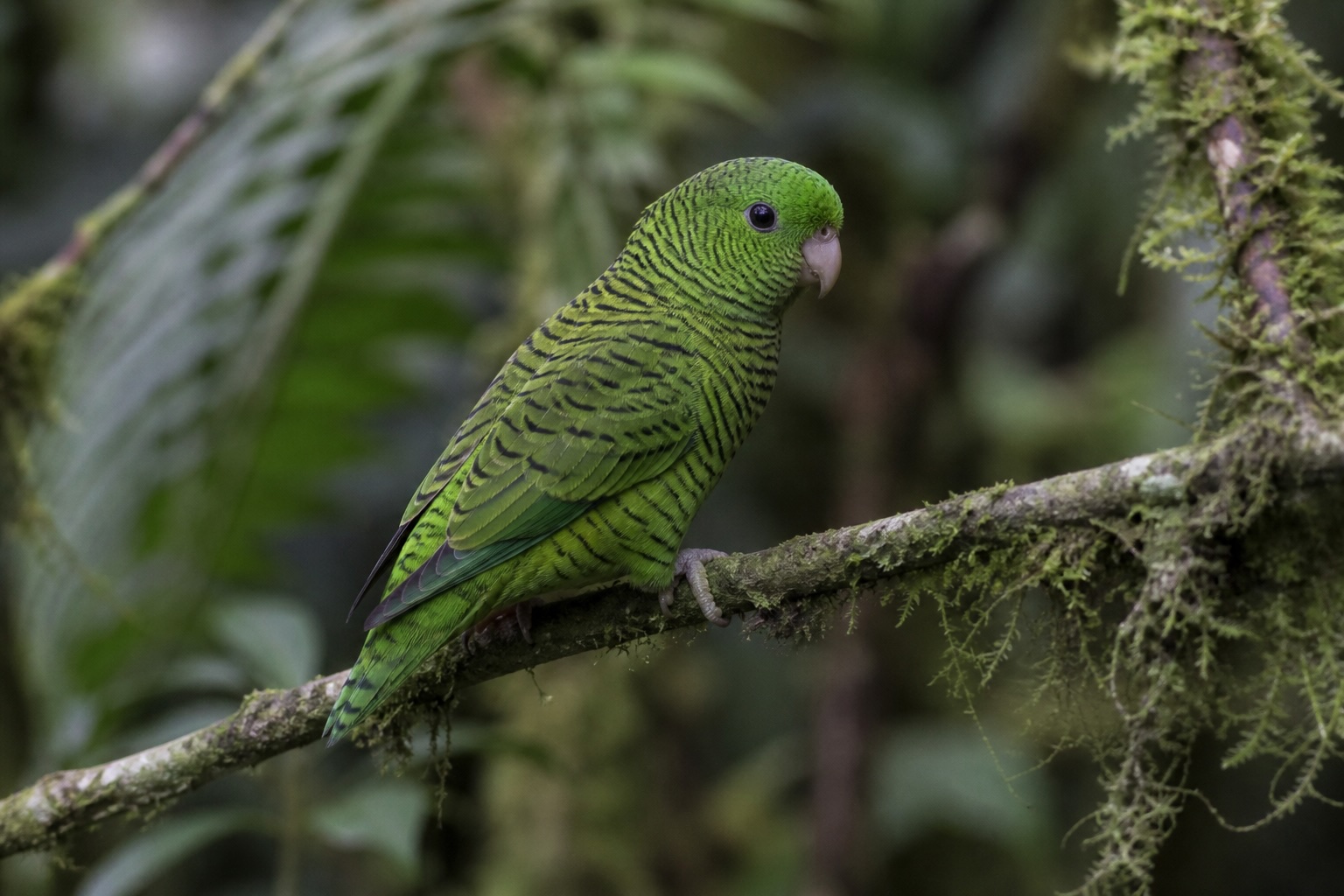 Linnulated Parakeet photo