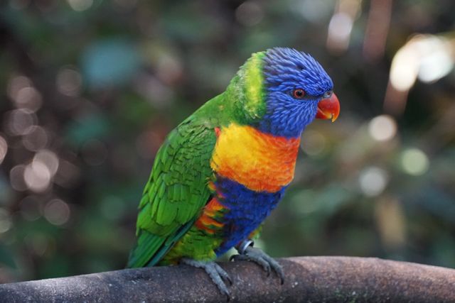 Lorikeet photo