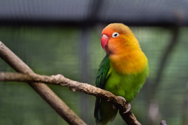 Lovebird photo