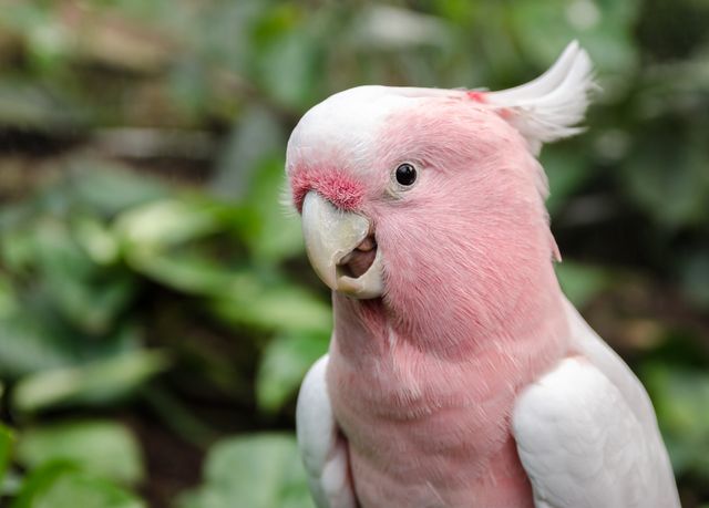 Major Mitchell Cockatoo photo