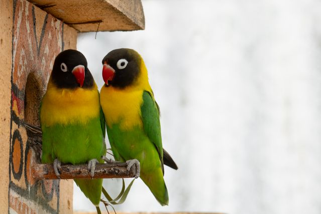 Masked Lovebird photo