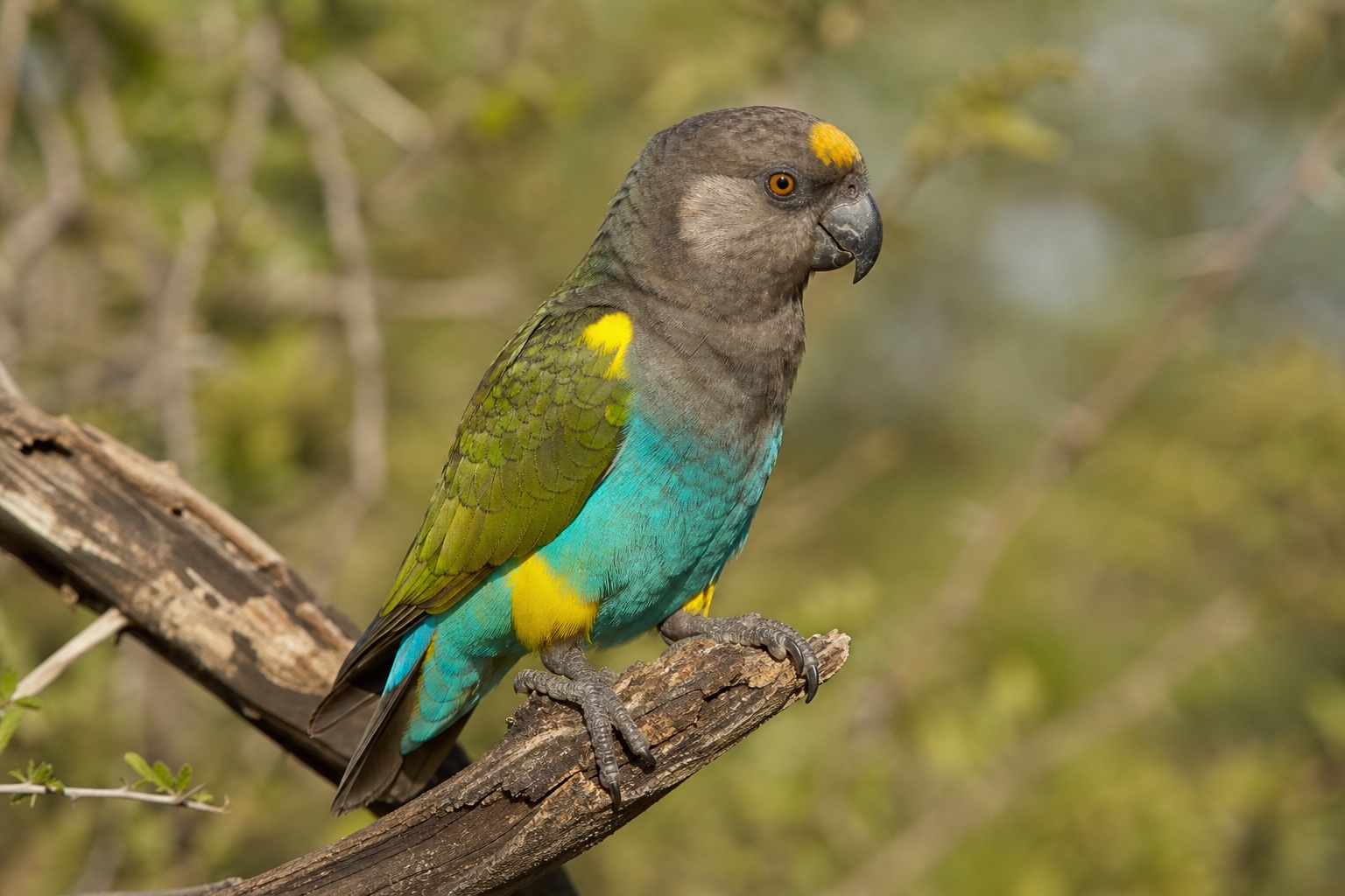 Meyers Parrot photo