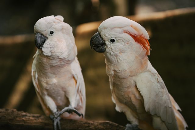Moluccan Cockatoo photo